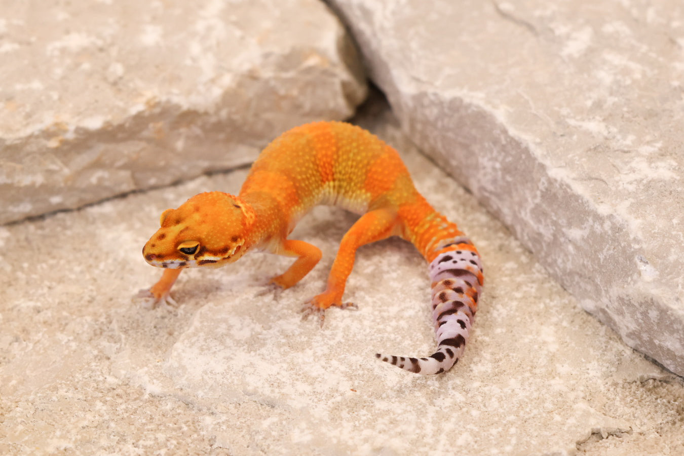 26-245 | Hot Gecko/Inferno Tangerine 66% het Rainwater Albino | Female