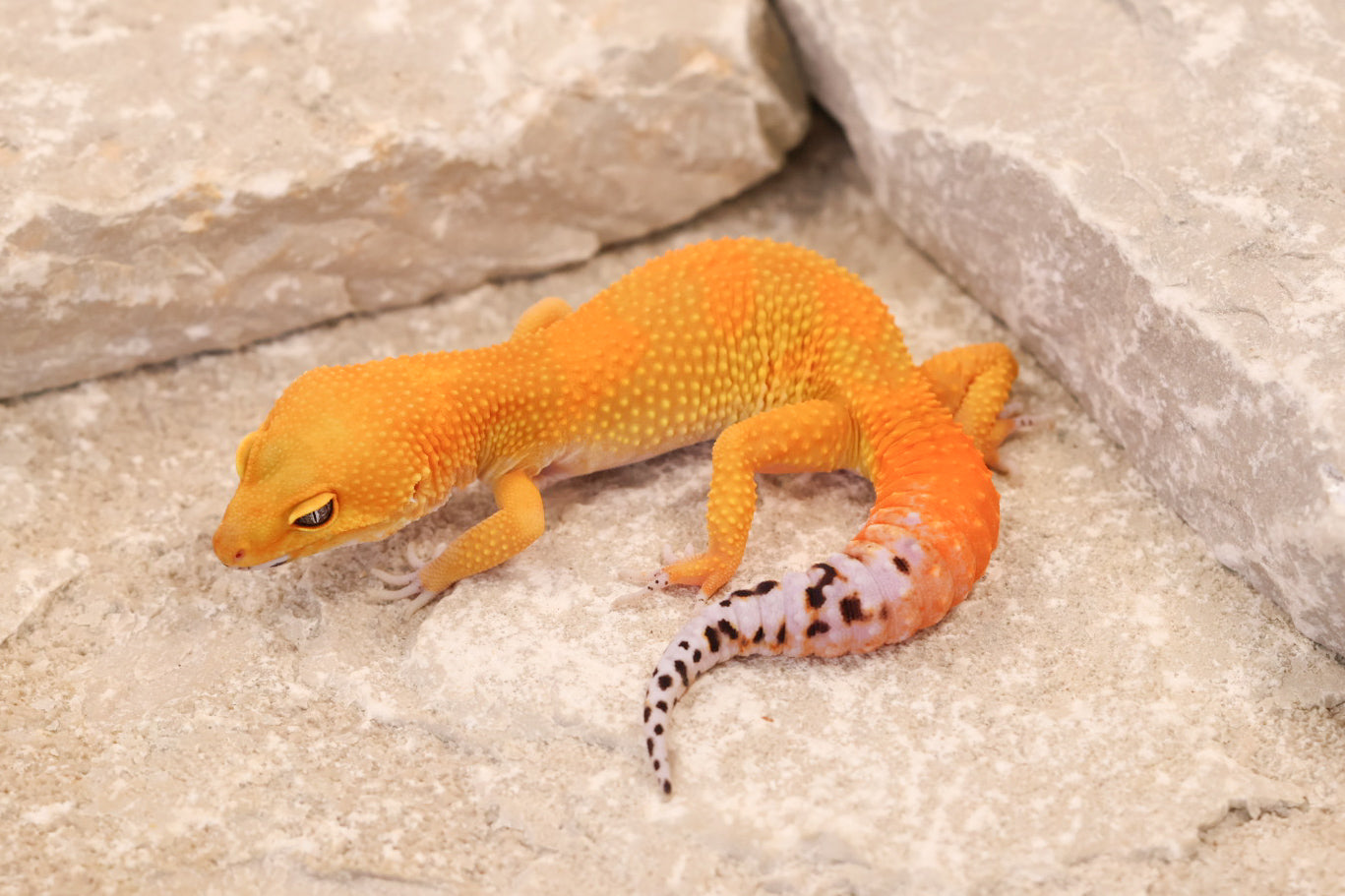 26-038 | Tangerine het Tremper Albino | Female