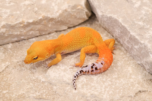 26-038 | Tangerine het Tremper Albino | Female