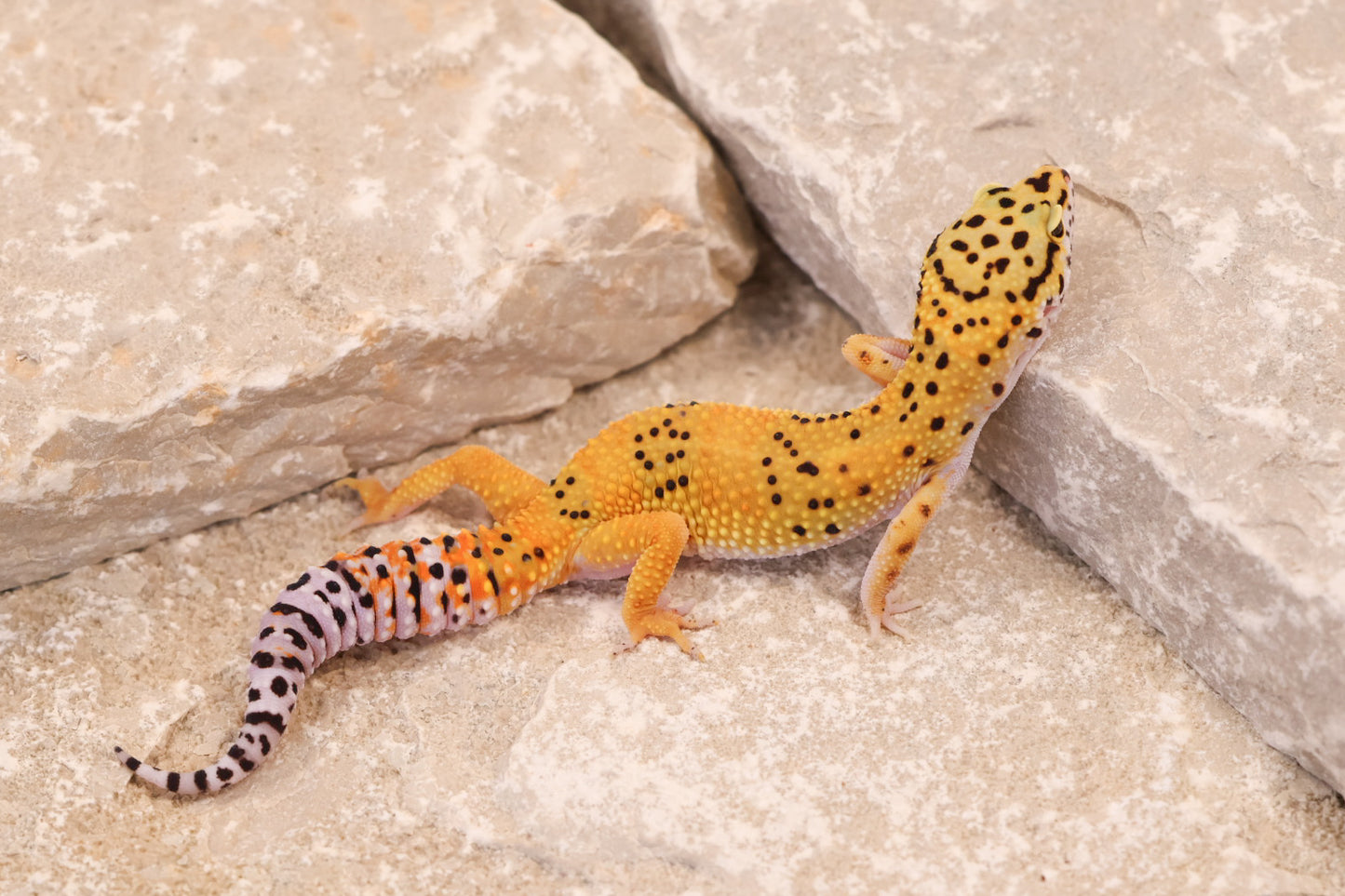 25-124 | Tangerine het Blizzard and Tremper Albino | Probable Female