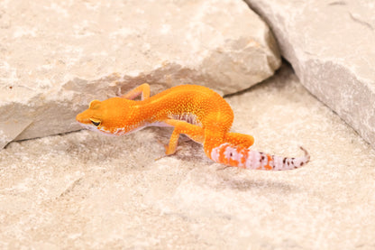 26-187 | Blood/Red Diamond Tangerine het Tremper Albino | Female