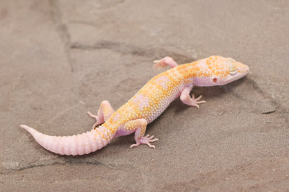 26-120 | W/Y Mack Snow Raptor het Murphy's Patternless | Female