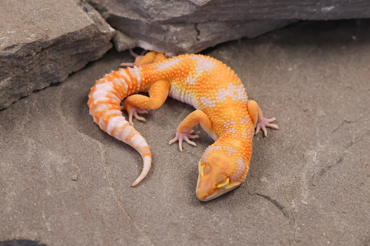 26-082 | Original Clown Line Tremper Albino | Female