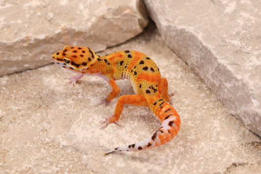 26-071 | Clown 66% het Tremper Albino | Female