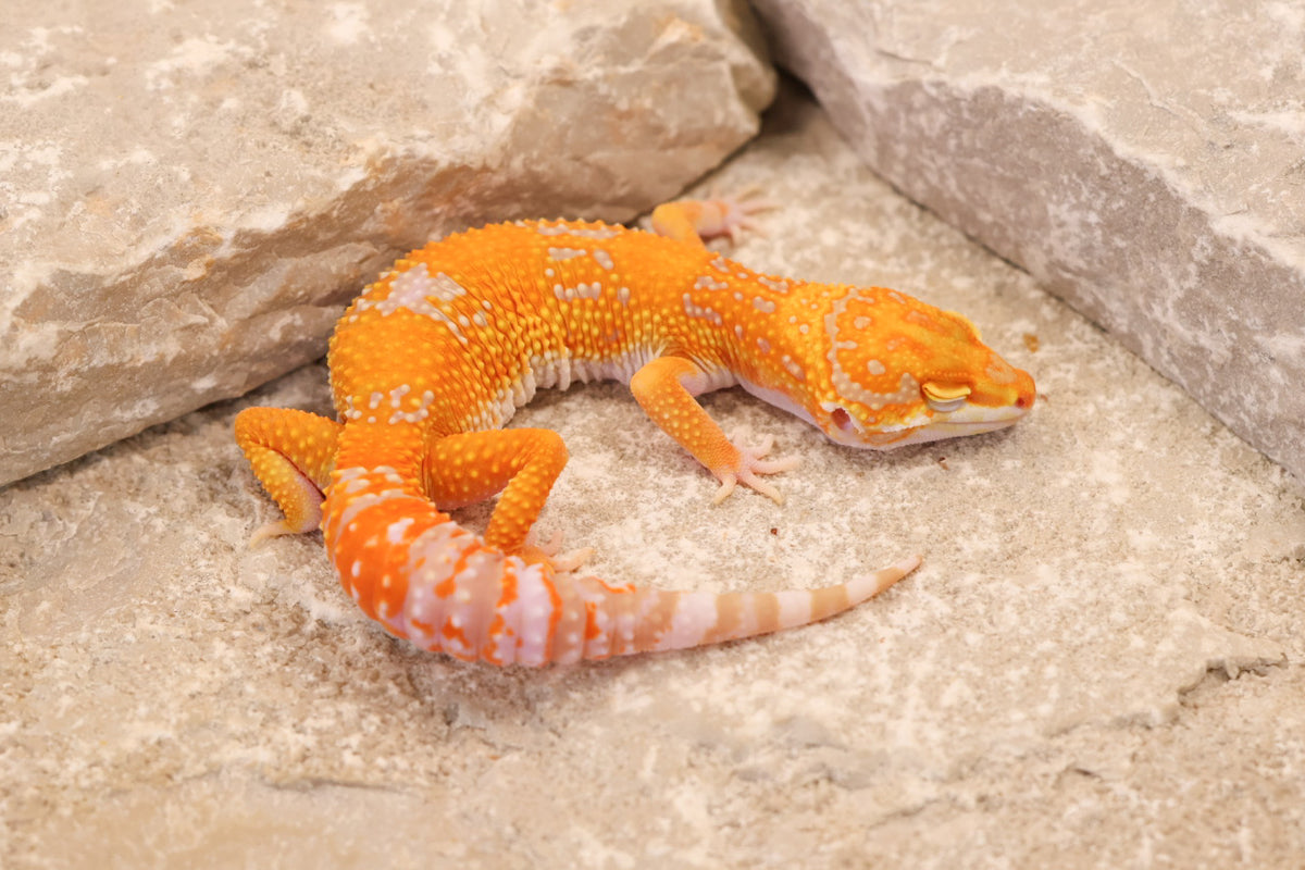 26-341 | Red Diamond/Tangelo Tangerine Tremper Albino | Female