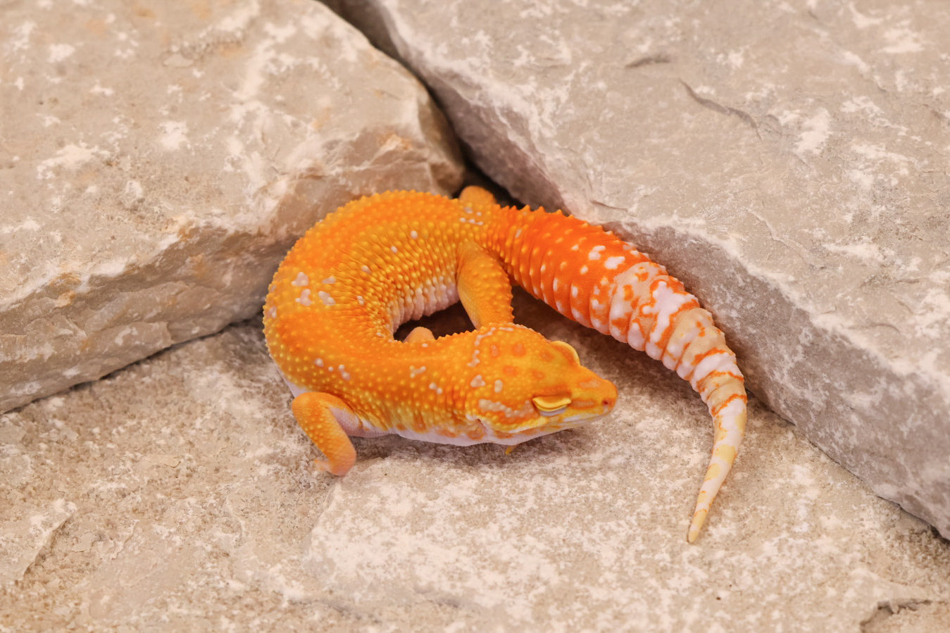 25-020 | Red Diamond/Tangelo Tangerine Tremper Albino | Female