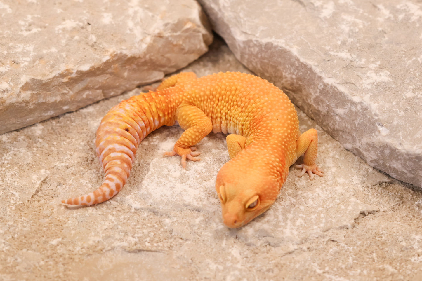 19-428 | Retired Breeder Albino | Male