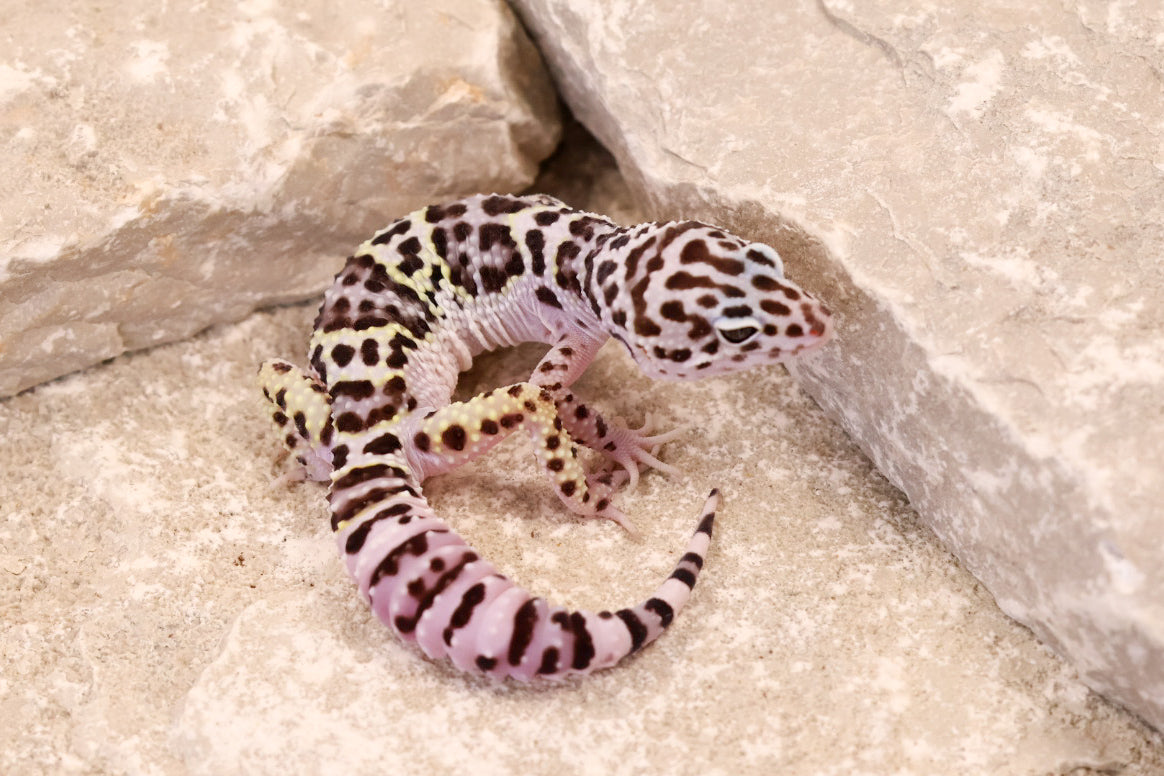 25-222 | Gem Snow | Female