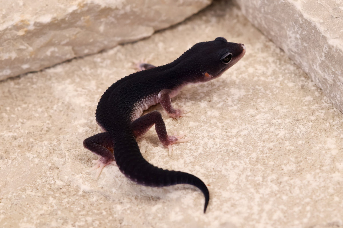 26-112 | Black Night Line Melanistic 66% het Blizzard/Eclipse