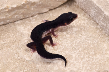 26-112 | Black Night Line Melanistic 66% het Blizzard/Eclipse