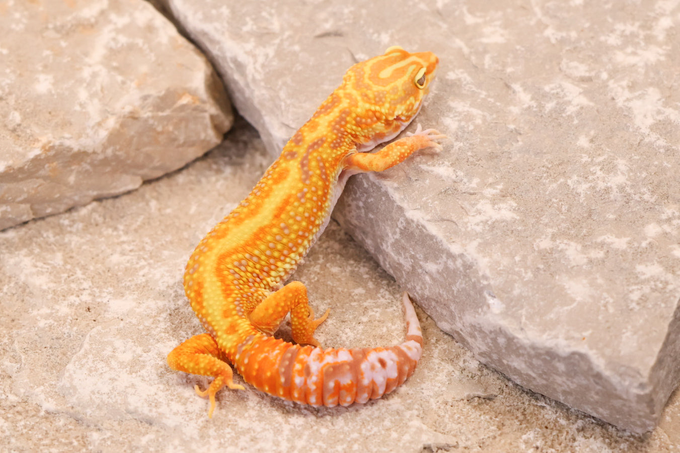 25-822 | Red Stripe Rainwater Albino | Female