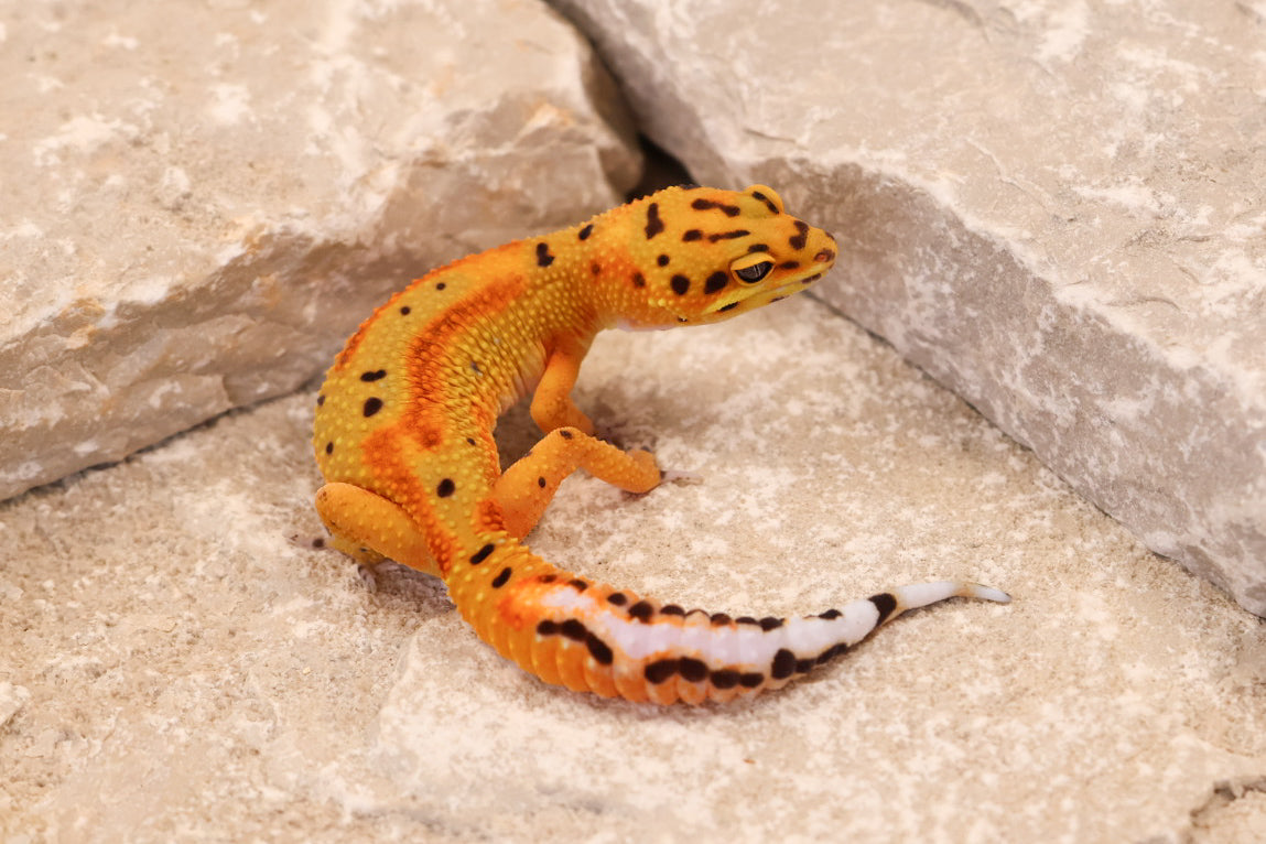 26-079 | Clown 66% het Tremper Albino | Female