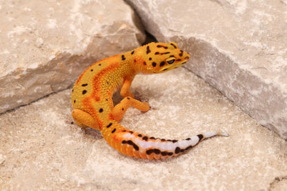 26-079 | Clown 66% het Tremper Albino | Female
