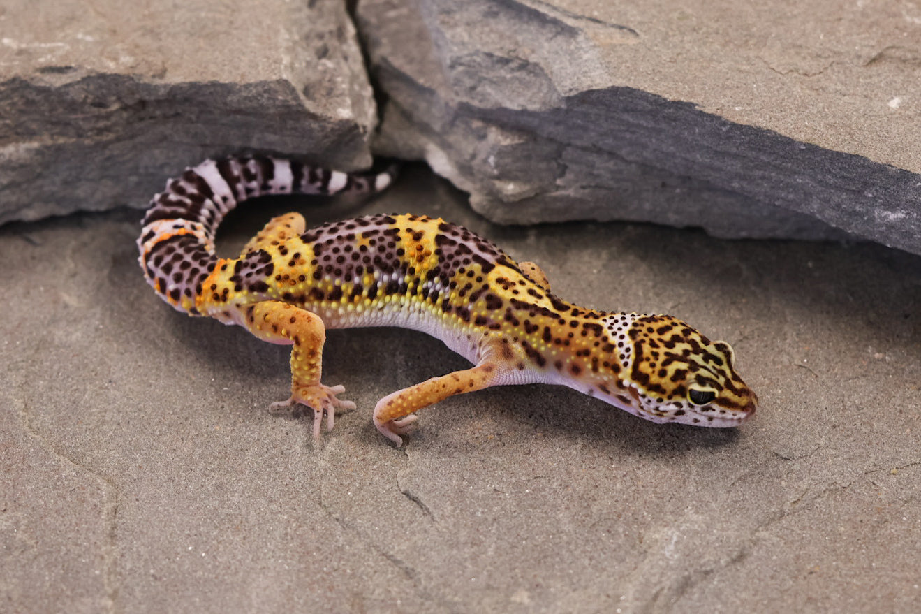 26-346 | Black Night/Purple Head Melanistic Tangerine | Male