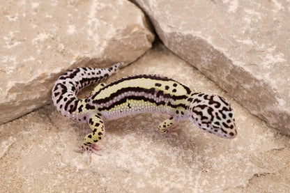 25-084 | Bold Stripe Gem Snow | Male