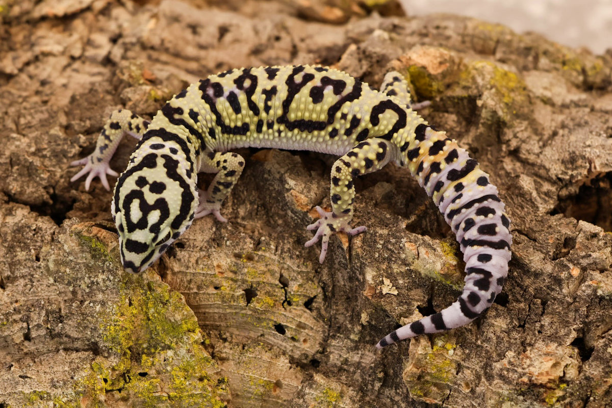 26-154 | E.m. afghanicus | Male
