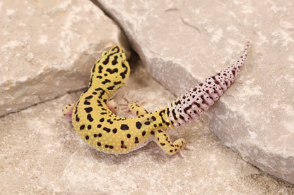 25-125 | Bold Eclipse | Female