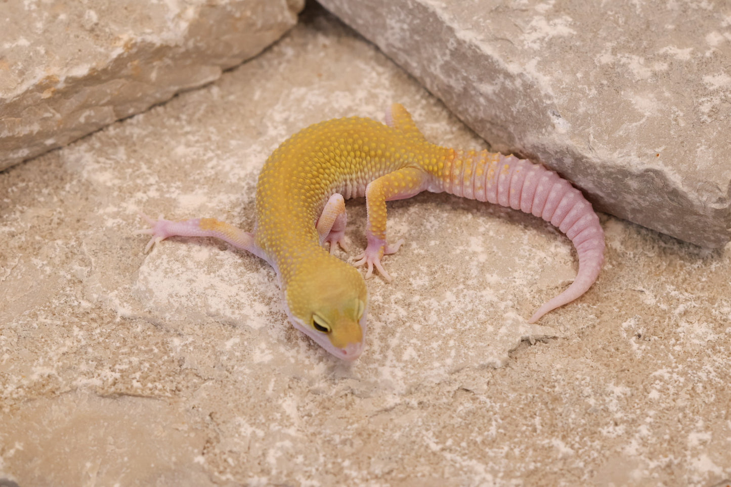25-135 | Murphy's Patternless Eclipse het Rainwater Albino | Male
