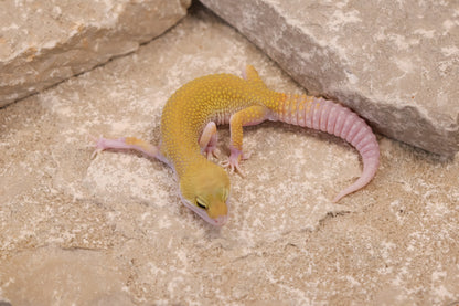 25-135 | Murphy's Patternless Eclipse het Rainwater Albino | Male