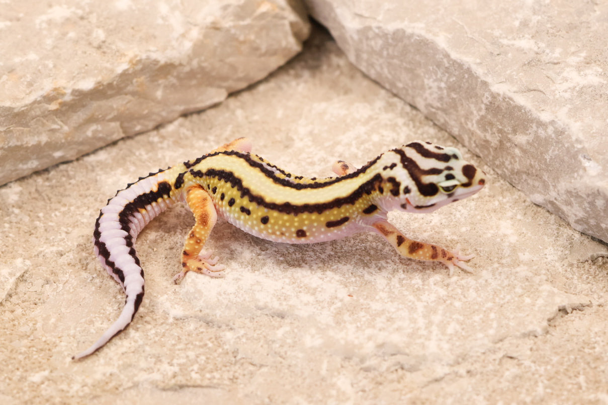 26-183 | Bold Stripe Non Het | Female