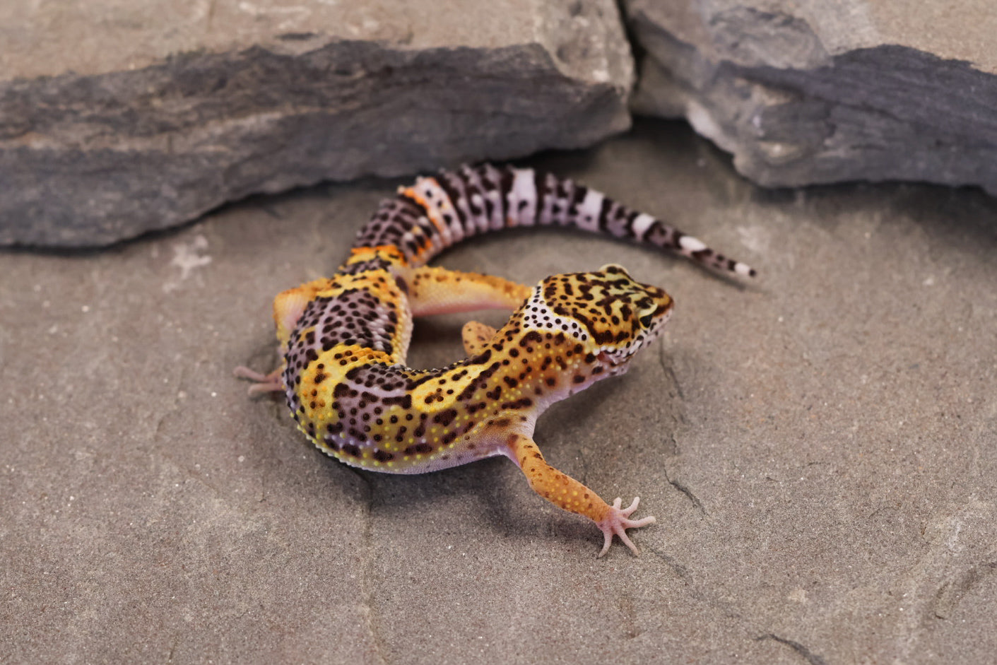 26-346 | Black Night/Purple Head Melanistic Tangerine | Male