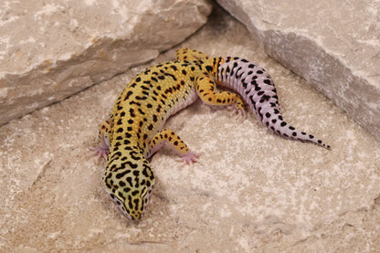 25-044 | Gem Snow het Rainwater Albino | Female
