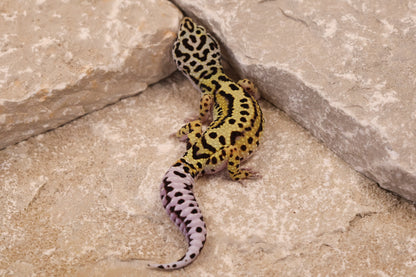 25-043 | Bold Stripe Gem Snow het Rainwater Albino | Female