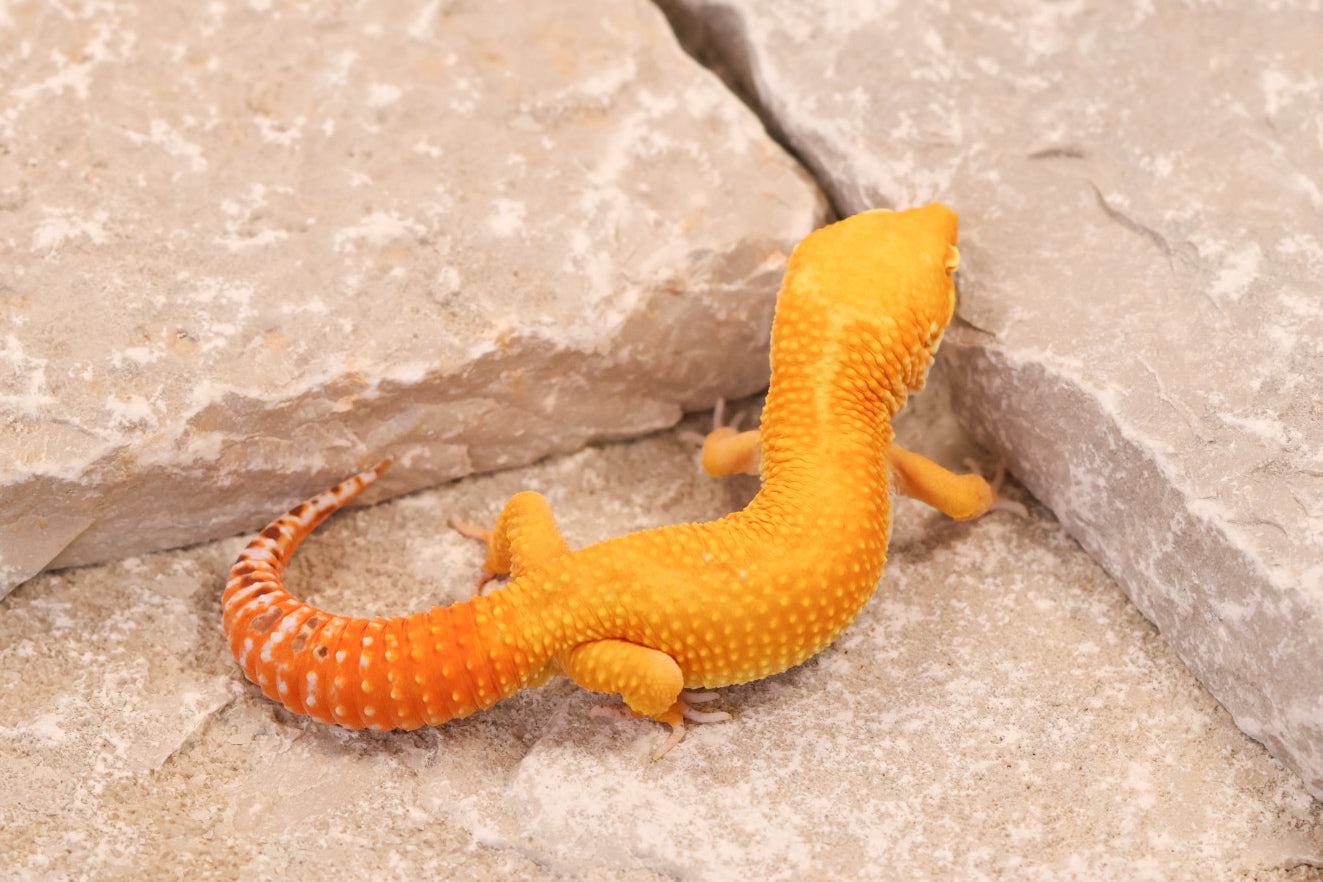 25-724 | Tangerine Bell Albino | Male