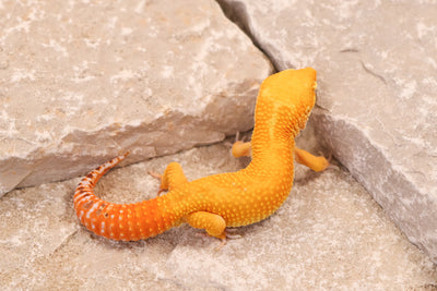 25-724 | Tangerine Bell Albino | Male