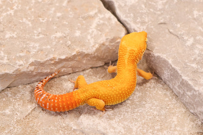 25-724 | Tangerine Bell Albino | Male