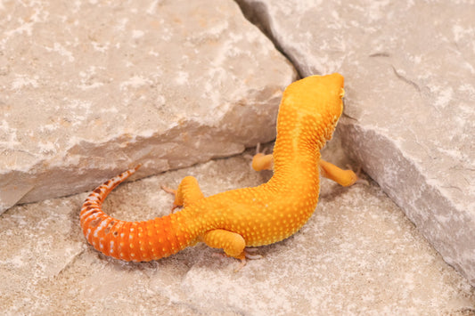 25-724 | Tangerine Bell Albino | Male