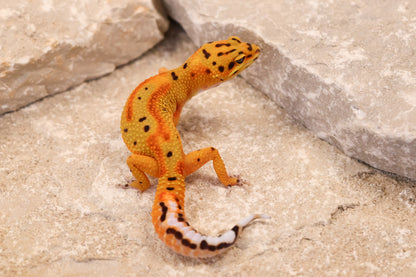 26-079 | Clown 66% het Tremper Albino | Female