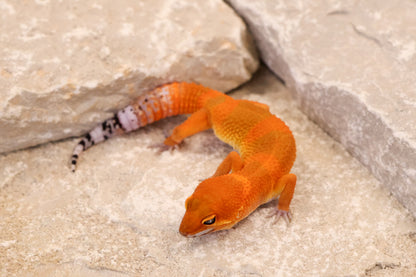 26-293 | Mandarin/Emerine Melanistic Tangerine | Male