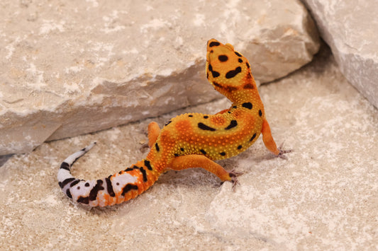 26-035 | Clown 66% het Tremper Albino | Female