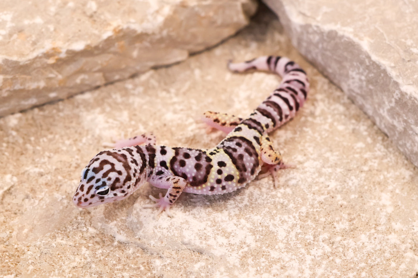 25-223 | Gem Snow | Probable Female