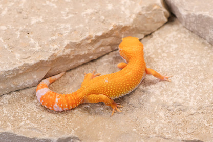 26-051 | Tremper Sunglow | Female