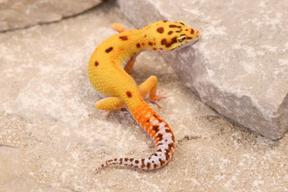 26-237 | Desert Tangerine Eclipse | Male