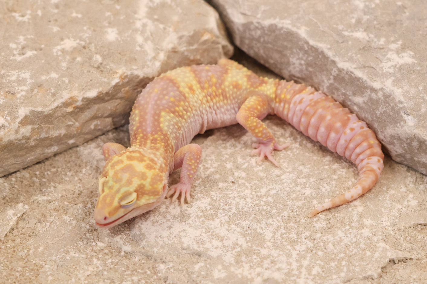 24-117 | Montanus Line Raptor | Female