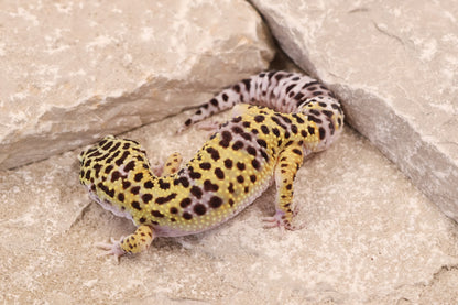 23-016 | Mack Snow het Cipher | Male