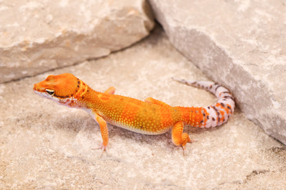 26-195 | Clown/Electric Inferno Tangerine | Male