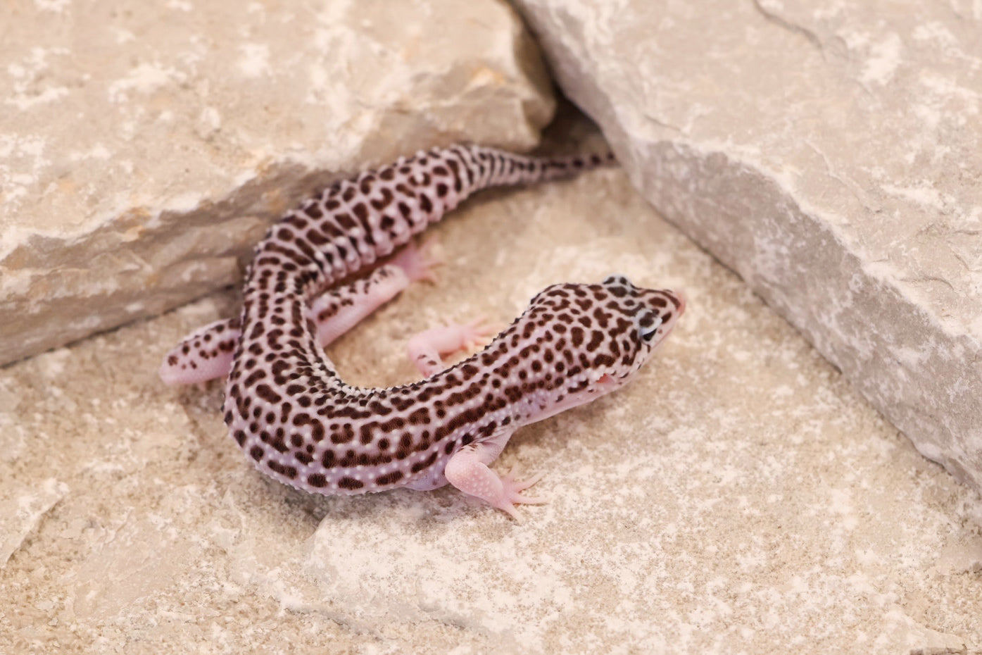 25-205 | Galaxy 66% het Tremper Albino | Female