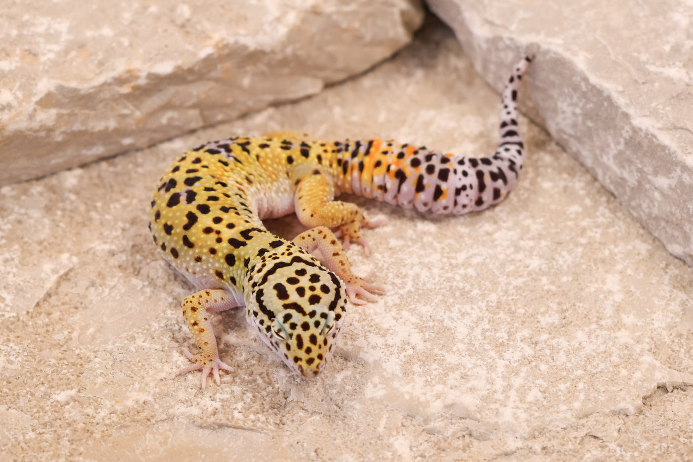 25-118 | Pet Only | Female