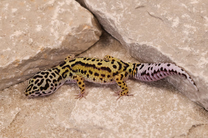 25-043 | Bold Stripe Gem Snow het Rainwater Albino | Female