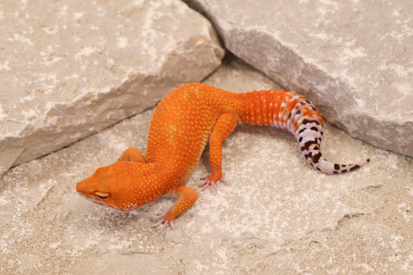 24-138 | Tangerine | Female