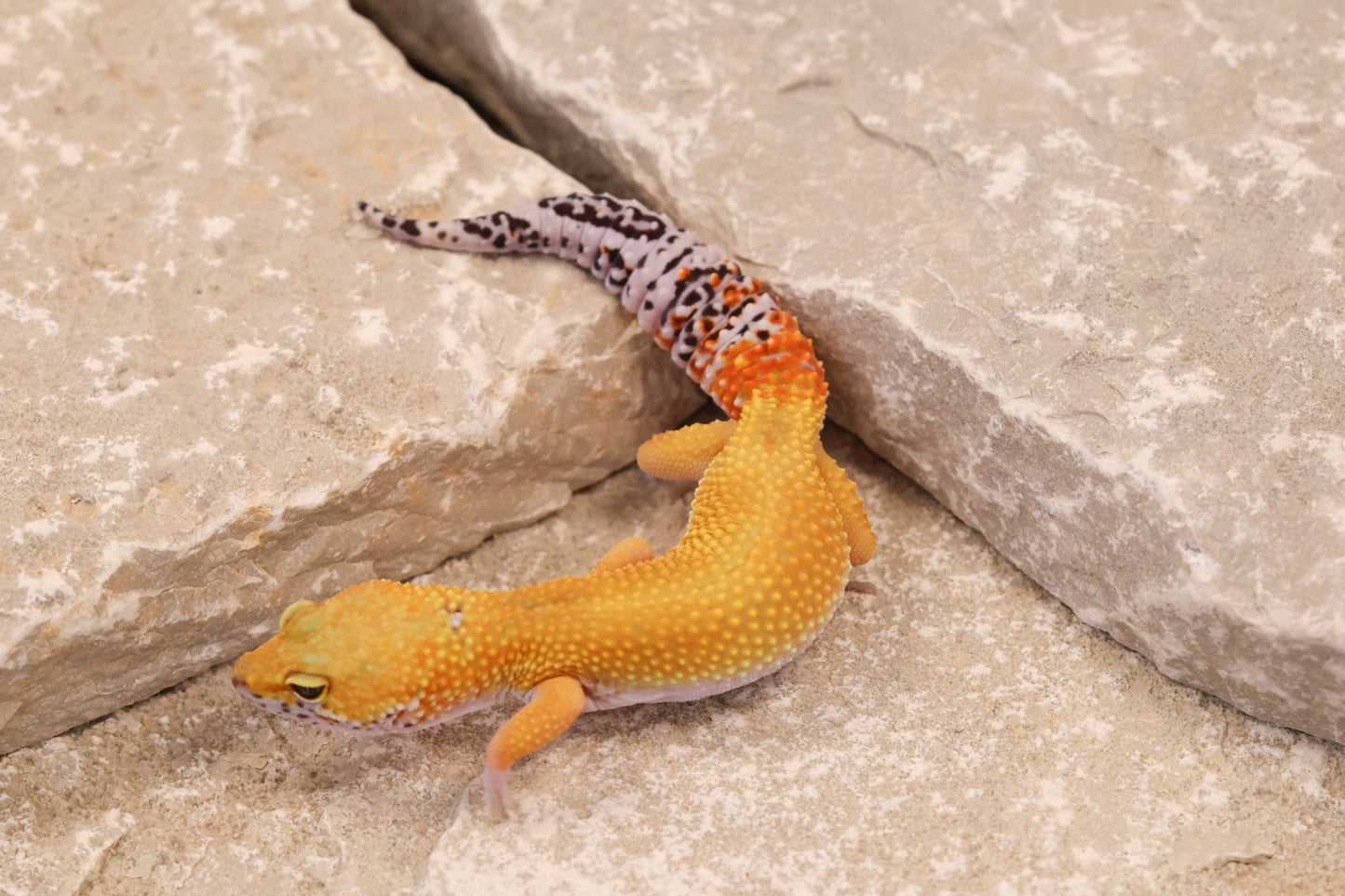25-009 | Creamsicle | Female