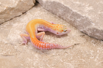 26-377 | W/Y Tangerine Eclipse het Bell Albino | Female