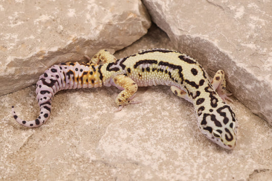 25-017 | Bold Stripe Probable W/Y | Male