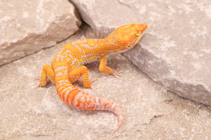 25-168 | Afghan Tangerine Tremper Albino het Eclipse  | Male