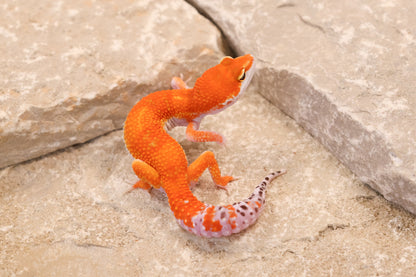 26-091 | Purple Head Tangerne | Female