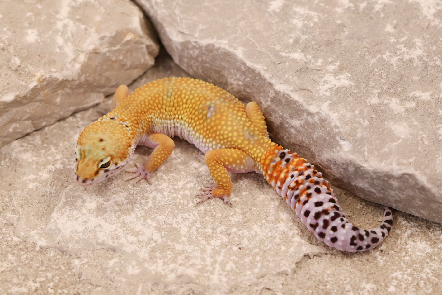 25-018 | Creamsicle | Female